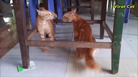 Cat Fight Compilation Video
