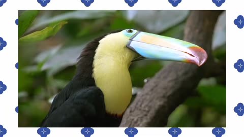 toucan animals