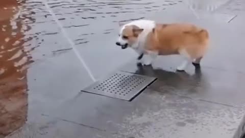 Smart corgi