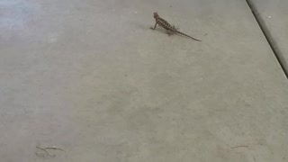 Lizards vs Birds