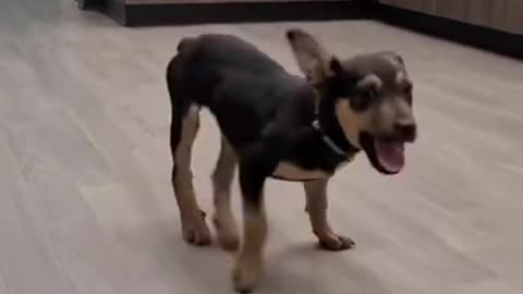 Amazing puppy dancing to the beat of the music
