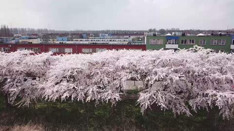 Drone Captures Stunning Cherry Blossom Trees In Netherlands
