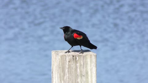 Red-Winged Blackbird mating call
