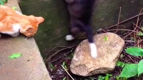 The cat tried to save the dog, but couldn't because the puppy is too fat