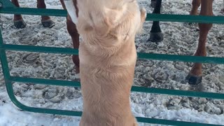 Golden Retriever Befriends Horses