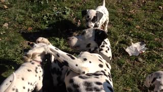 Daddy Dalmatian Playing With His Puppies.