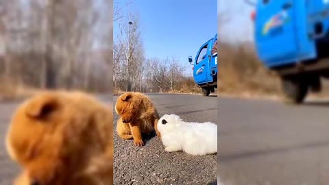 The dog and the rabbit are very cute, playing together