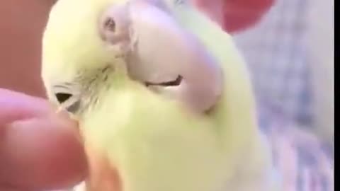Cute cockatiel Begging for Attention