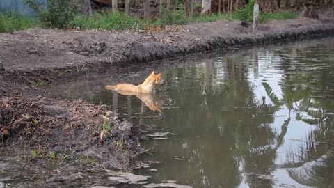 A dog playing in a pool of water