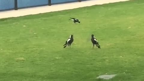 Battle of the Magpies