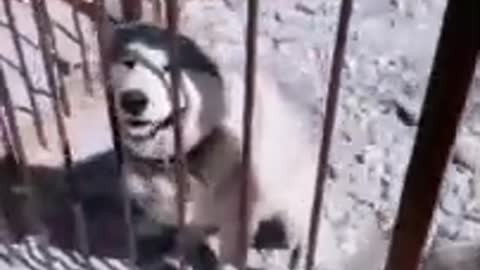 Cute husky dog ​​wants to be free