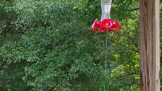 HUMMING BIRD 8k video