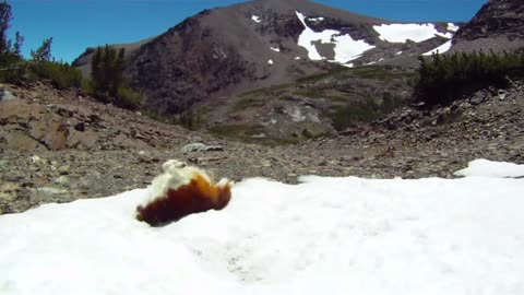 Funny dogs playing in the snow