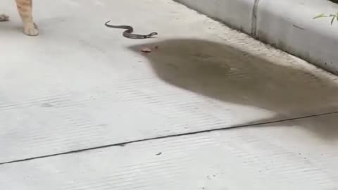 Cat Vs snak