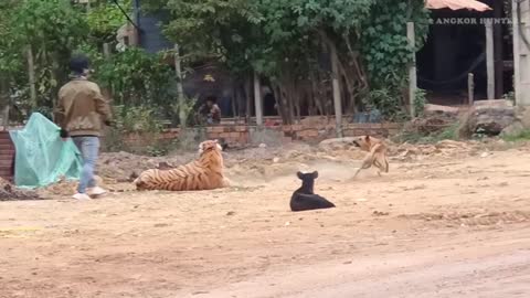 tiger vs dogs prank