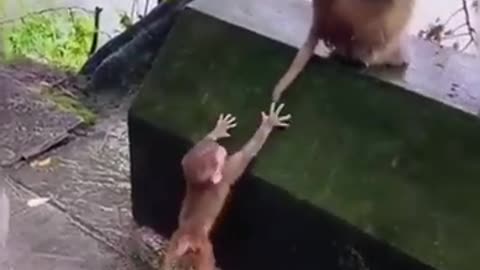 Funny Animal Videos 2024