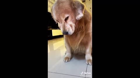 Cute and funny dogs that people treat with love