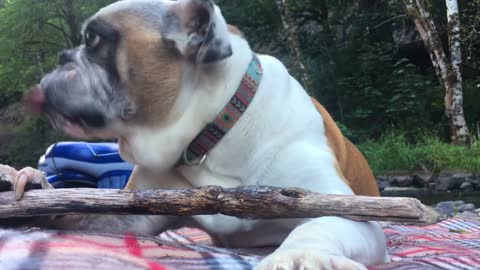 Eating wood by a dog