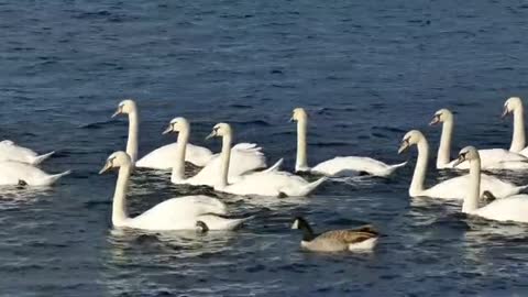 Swans - Ducks enjoying in clear day