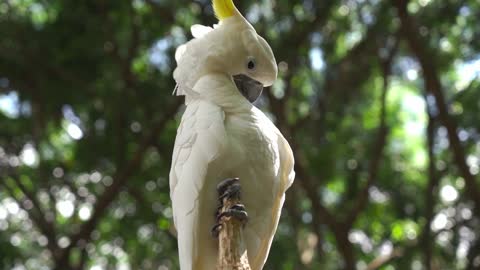 a parrot beautiful white