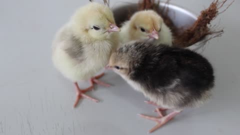 Cute Baby Chickens