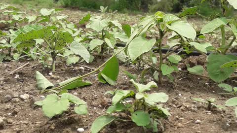 Best agriculture video in india best video #viral