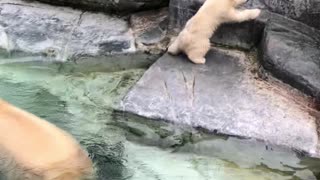 Polar Bear Cub Takes a Tumble