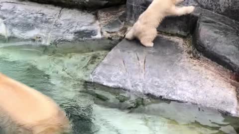 Polar Bear Cub Takes a Tumble