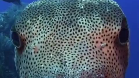 giant puffer fish