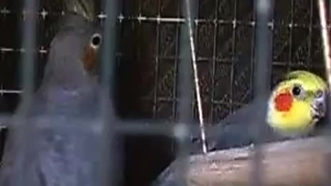 #Cockatiel Singing OMG !! Funny video