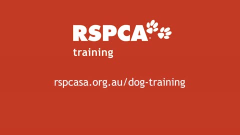 best training for your dogs
