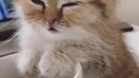 Adorable kitten falling asleep on a coffee cup