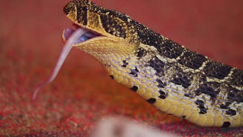 Snake eating a mouse, rat snake that subdues its prey by constriction. Closeup feeding