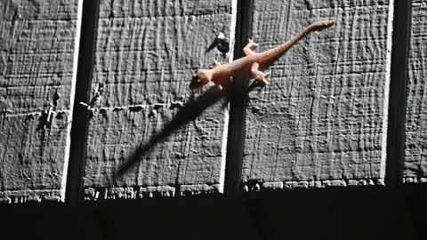 House Gecko Catches Falling Termite in a Feeding Frenzy.