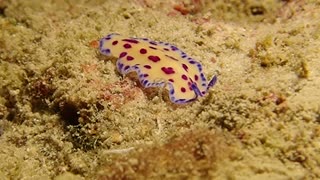 Candy Color Flatworm