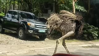 Strange Scenes as Ostrich Runs Down the Street