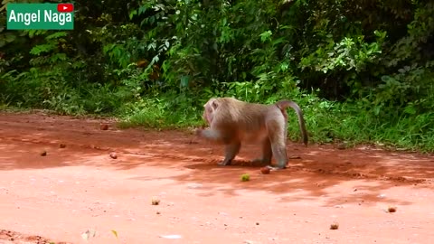 Hilarious Dog and Monkey Pranks: Fake Gorilla Surprise!