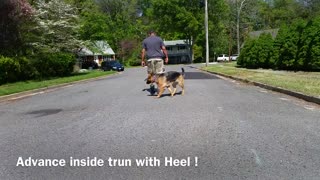 How to stop Dog Anxiety, Aggression, Pulling on the leash! Training Full tutorial