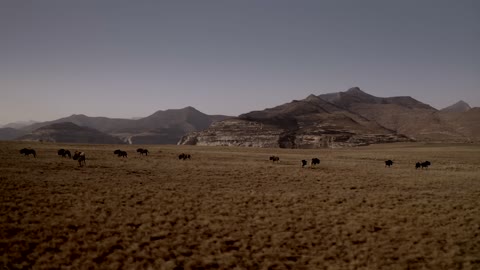 A herd of galloping yaks