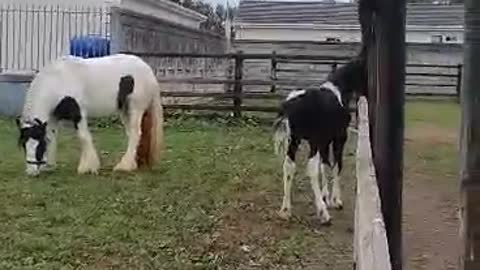 mare and foal have fun