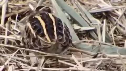 A video of a water bird dancing, really cool