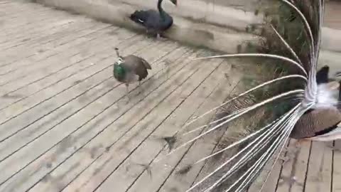 Various birds playing together