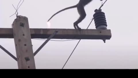 Poor little monkey on a power pole, accidentally electrocuted