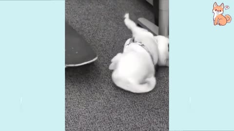 Funny Dog videos