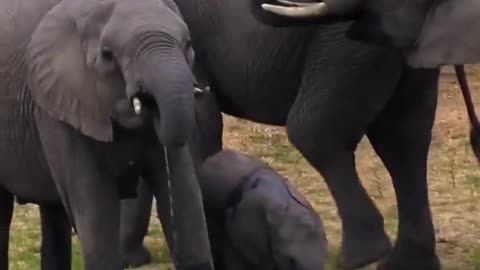 Tiny Elephant Clumsily Trying To Master Its Trunk