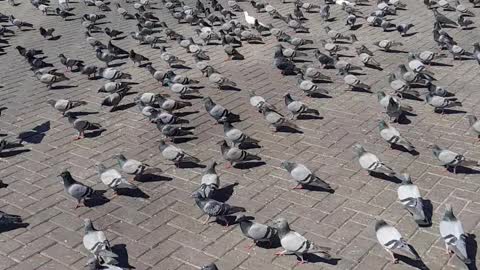 Madina Muslim Colony Birds fliying.