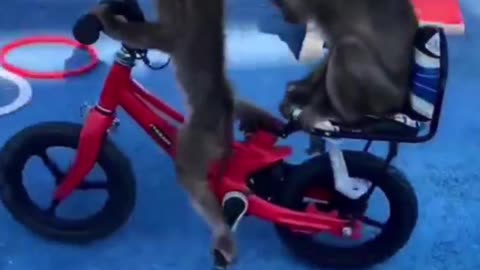 Monkey riding a bike/bicycle