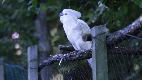 white Parrot Dancing in Open Area