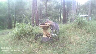 Scooty at the Bird Bath pt2 - A Very Thirsty Wallaby.