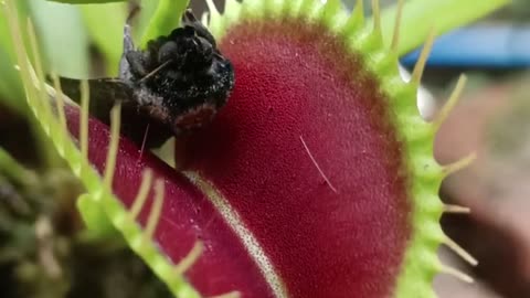 BUG vs VENUS FLY TRAP